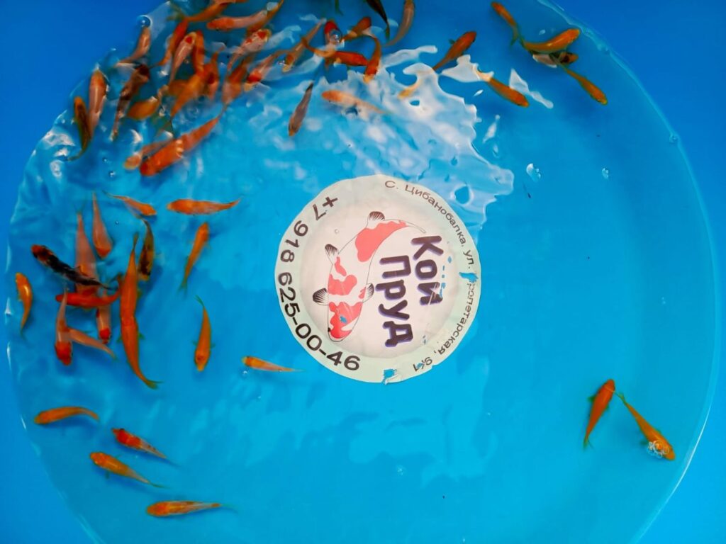 Карп Кои Микс 4-6 см