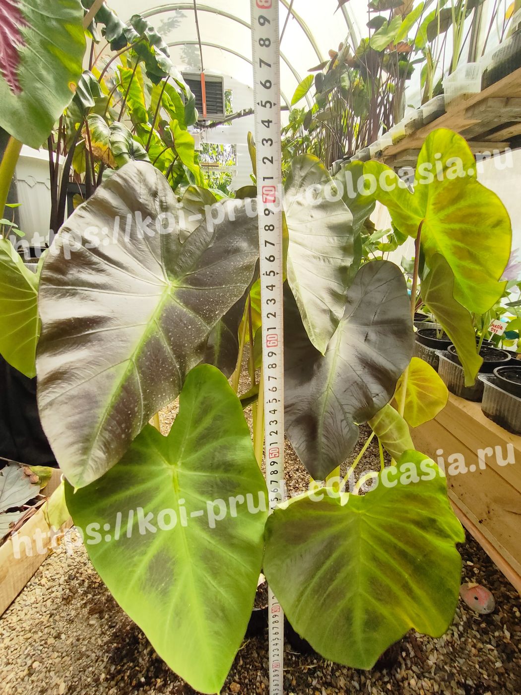 1807202402_Photo_1721310337838