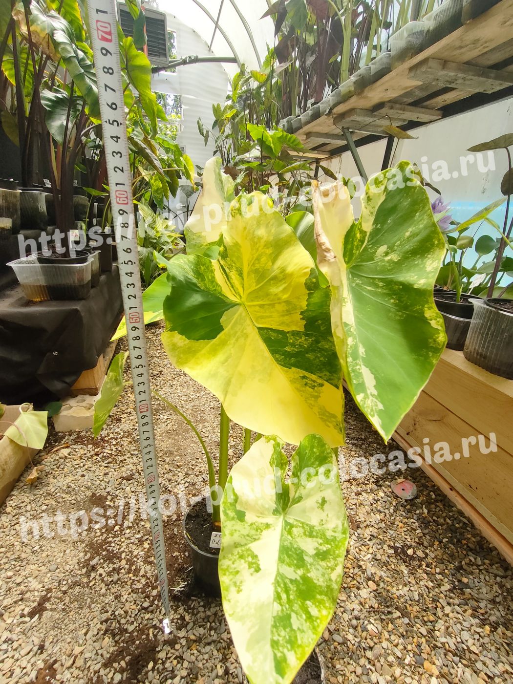 1807202402_Photo_1721310468275