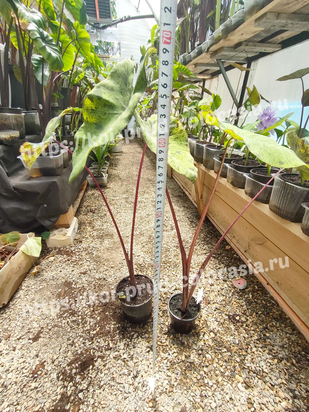 1807202402_Photo_1721310497039