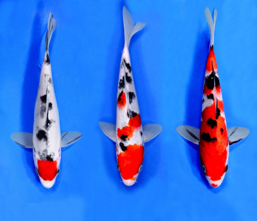 Японский карп кои трех цветный (санке)