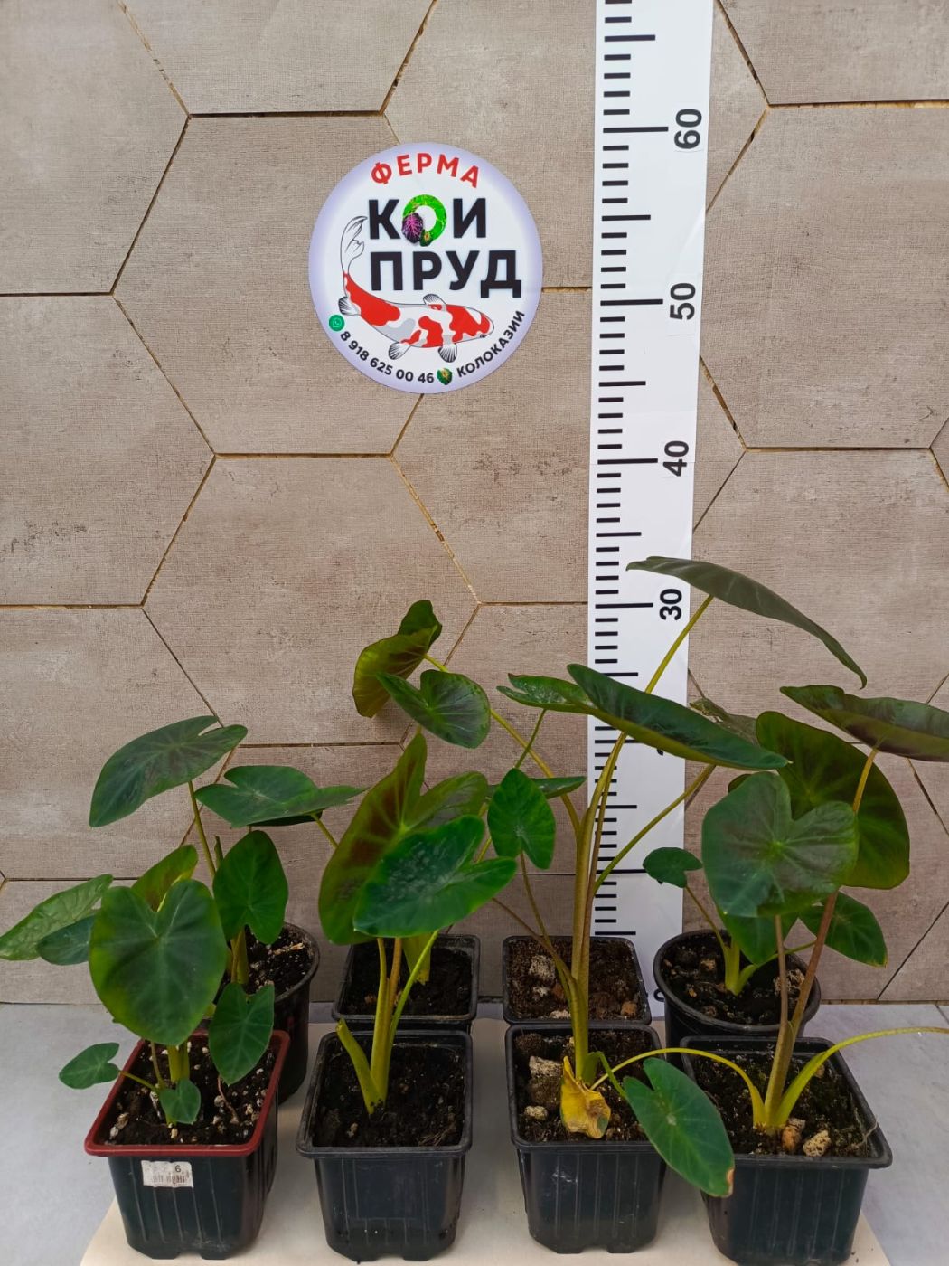 2211202506_IMG-20251117-WA0007