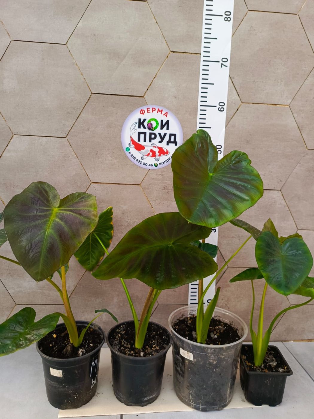 2211202506_IMG-20251117-WA0051