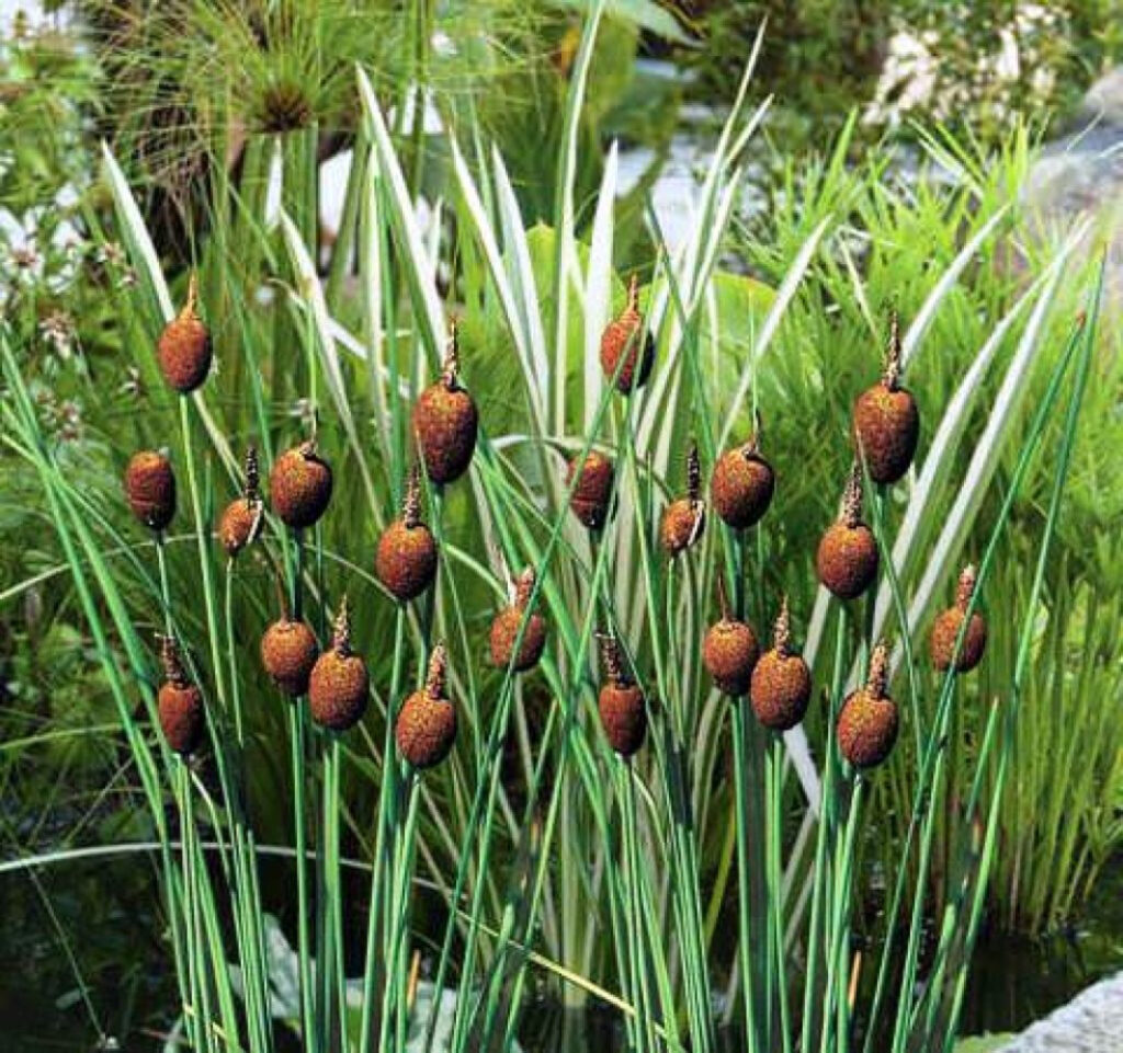 Растения водные для био плато