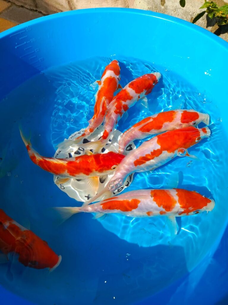 Карп кои Кохаку (красно-белые) 17-20 см