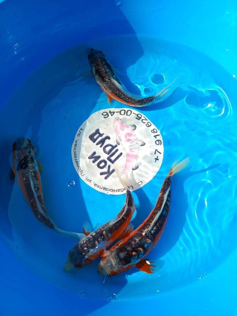 Шисуи японский карп кои премиум класса Гин-Рин 18-19 см