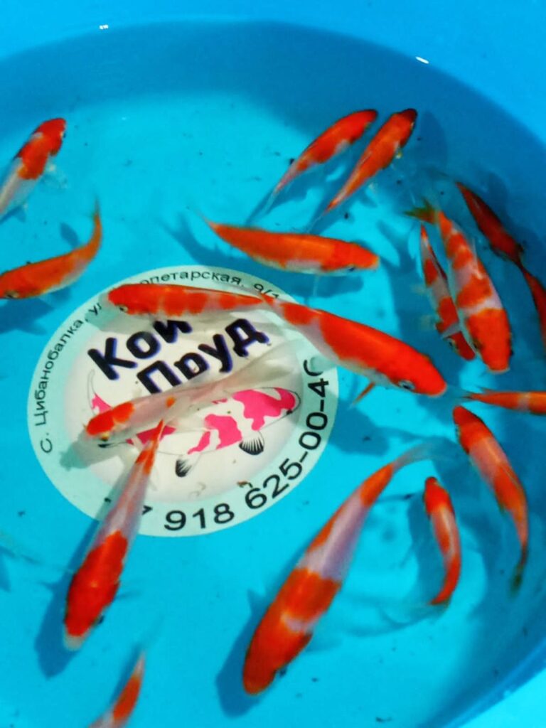 Карп кои Кохаку (красно-белые) 10-12 см