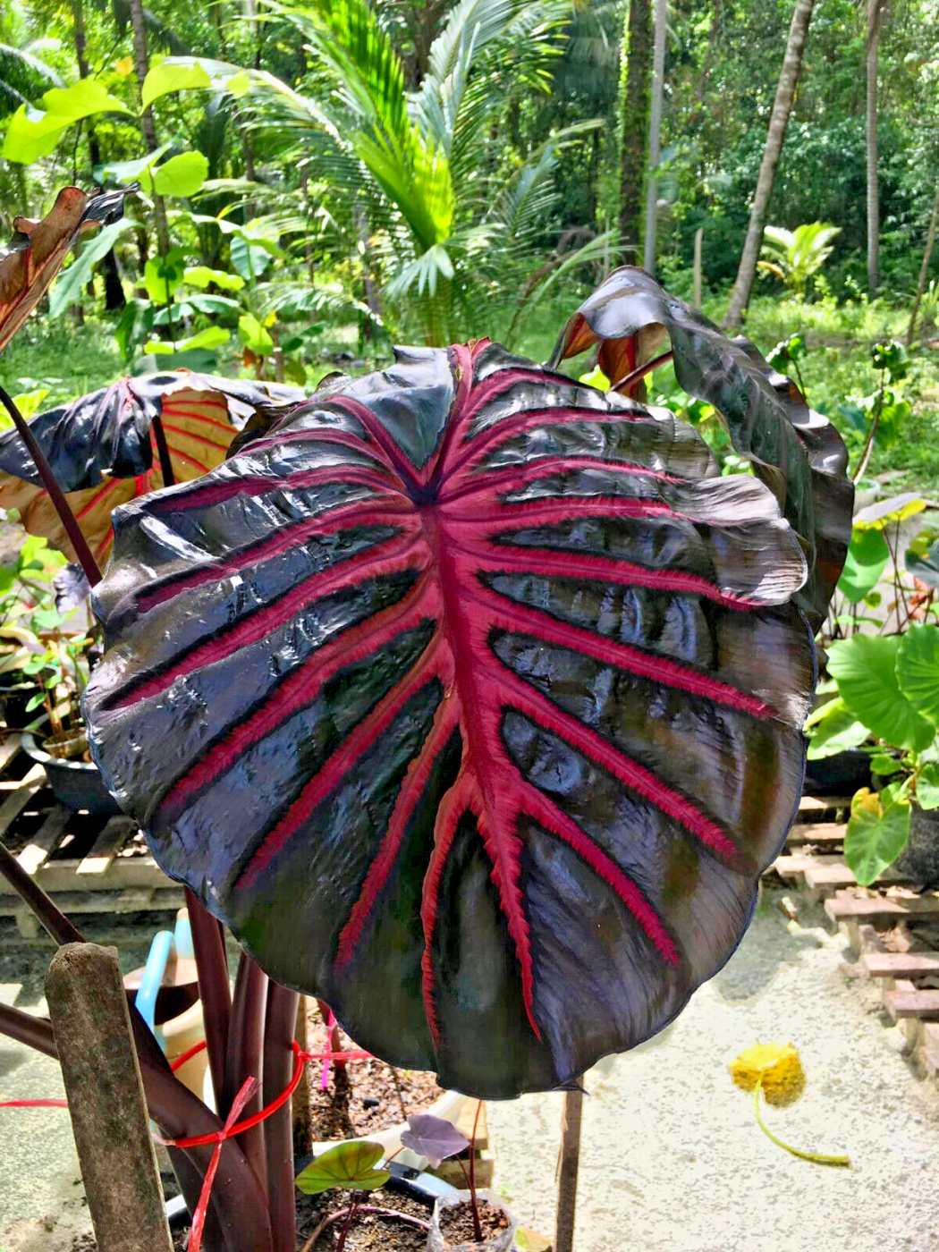 2901202401_s-l1600_(1)