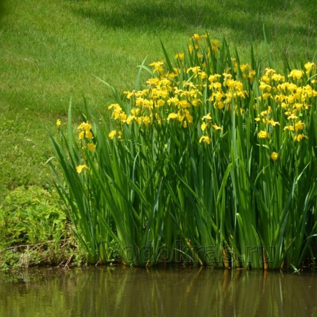 Ирис жёлтый Болотный