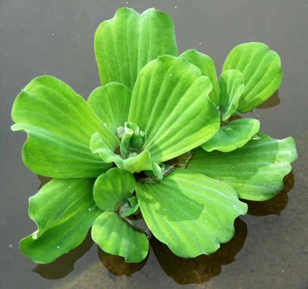 Пистия (водная капуста)