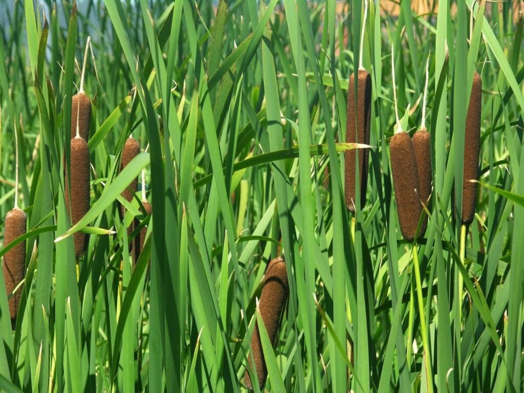 Рогоз широколистный (Typha latifolia)
