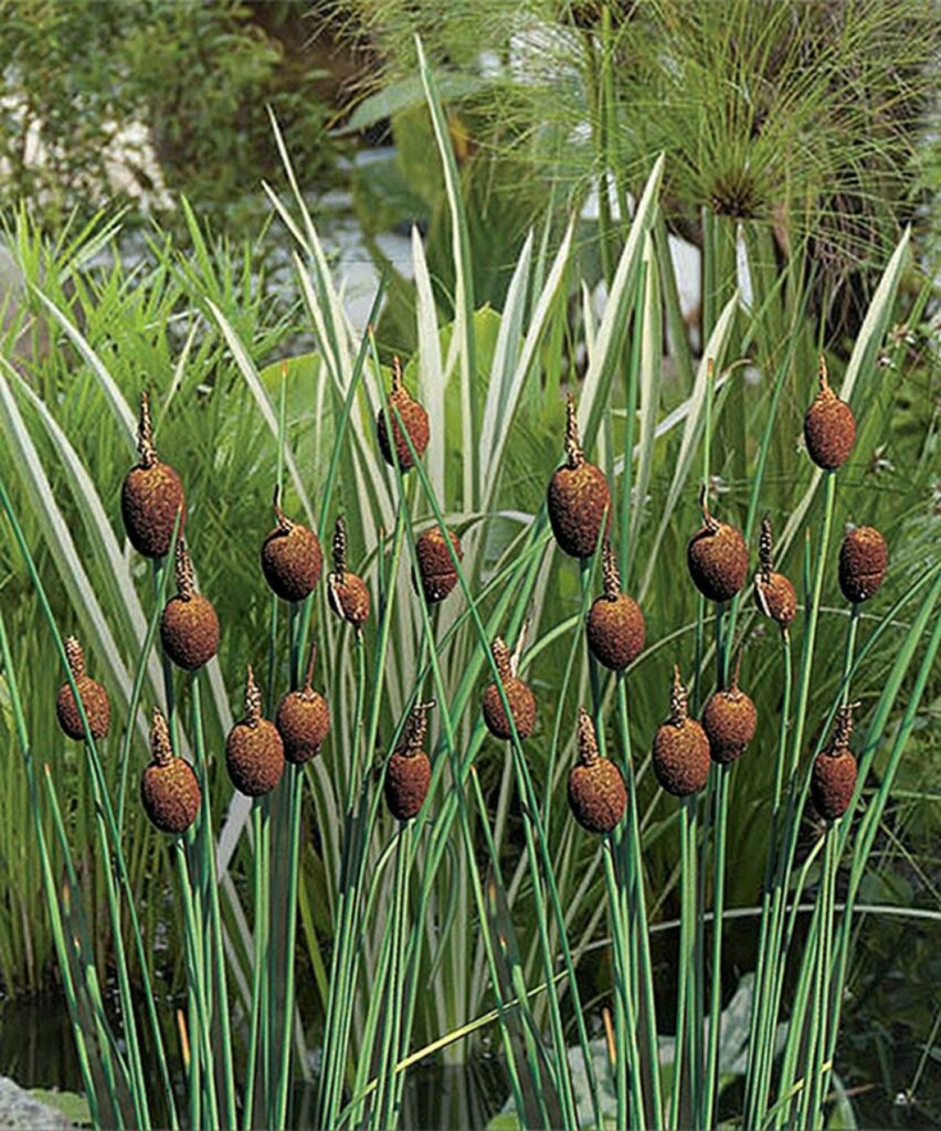 Рогоз декоративный (мини)