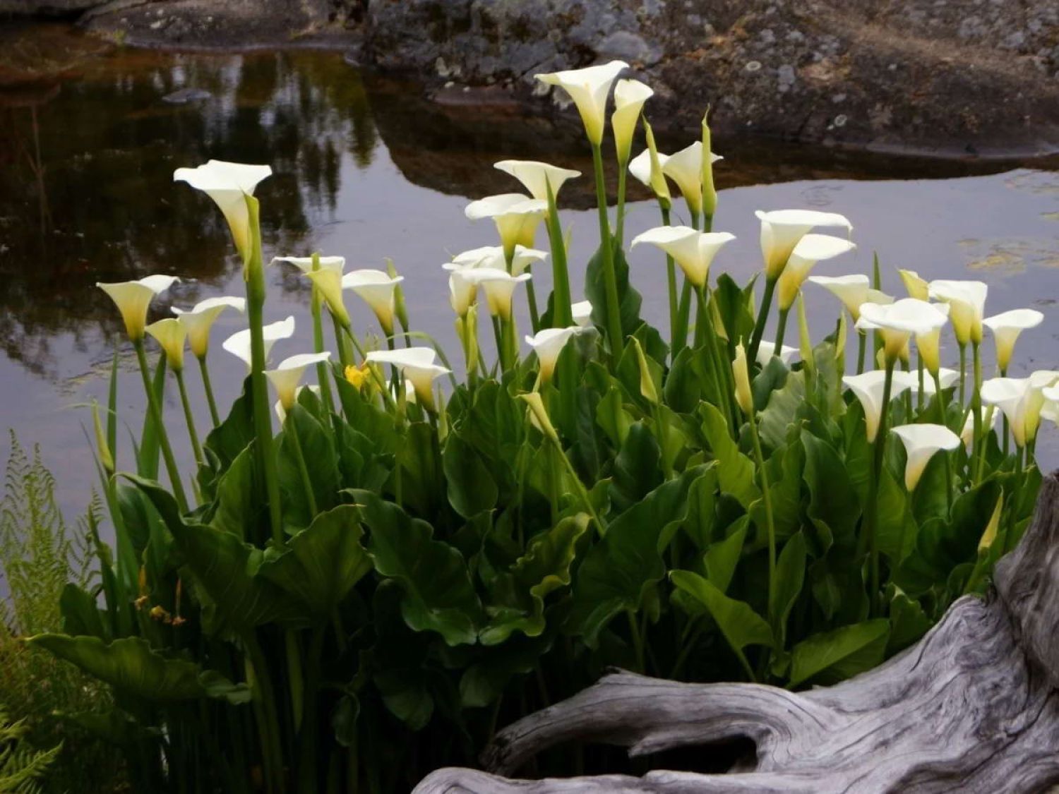 Калла болотная (Белокрыльник)