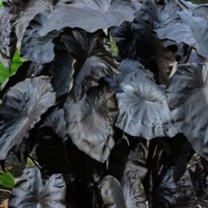 Колоказия BLACK CORAL - Блэк корал