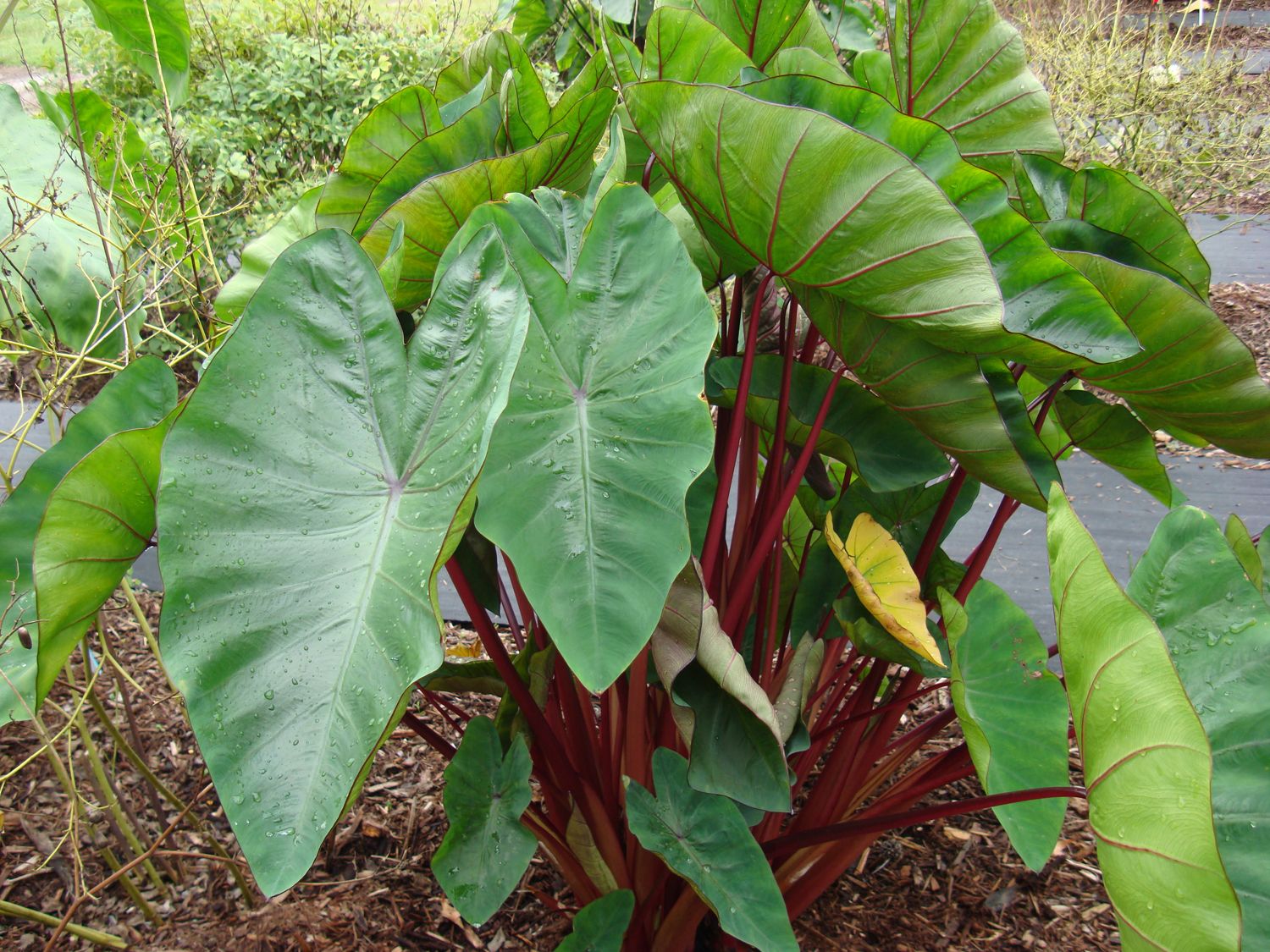 2901202406_colocasia-hawaiian-punch-004