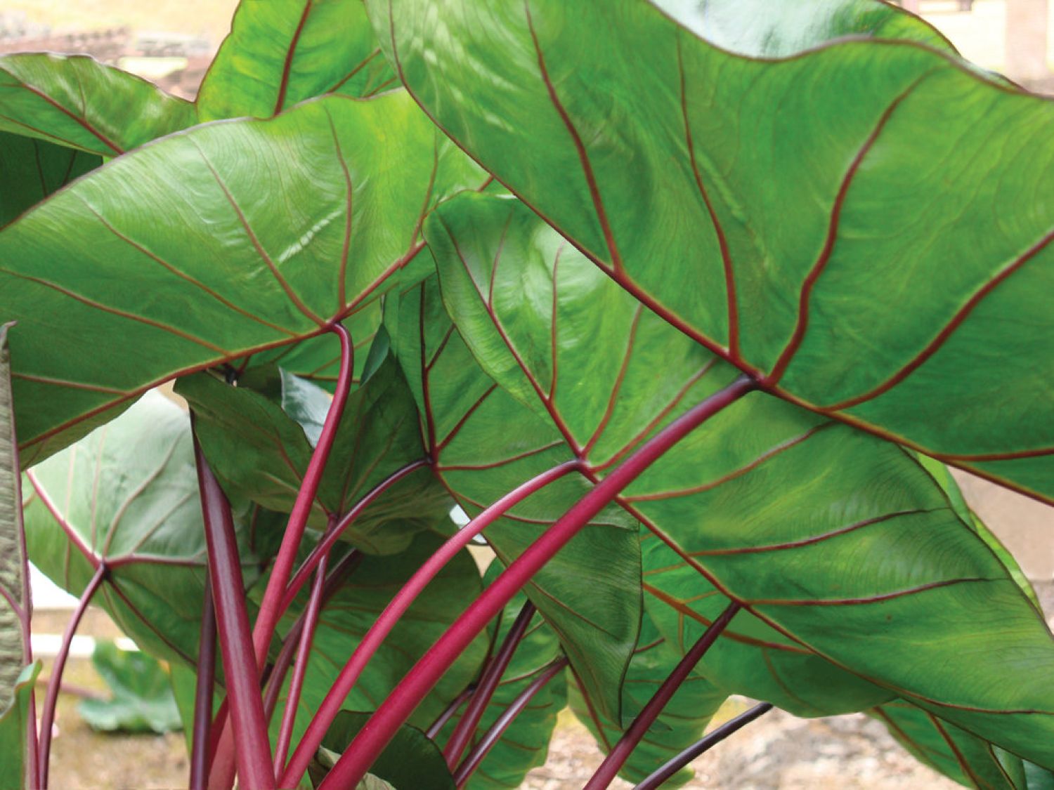 2901202406_colocasia_hawaiian_punch_14