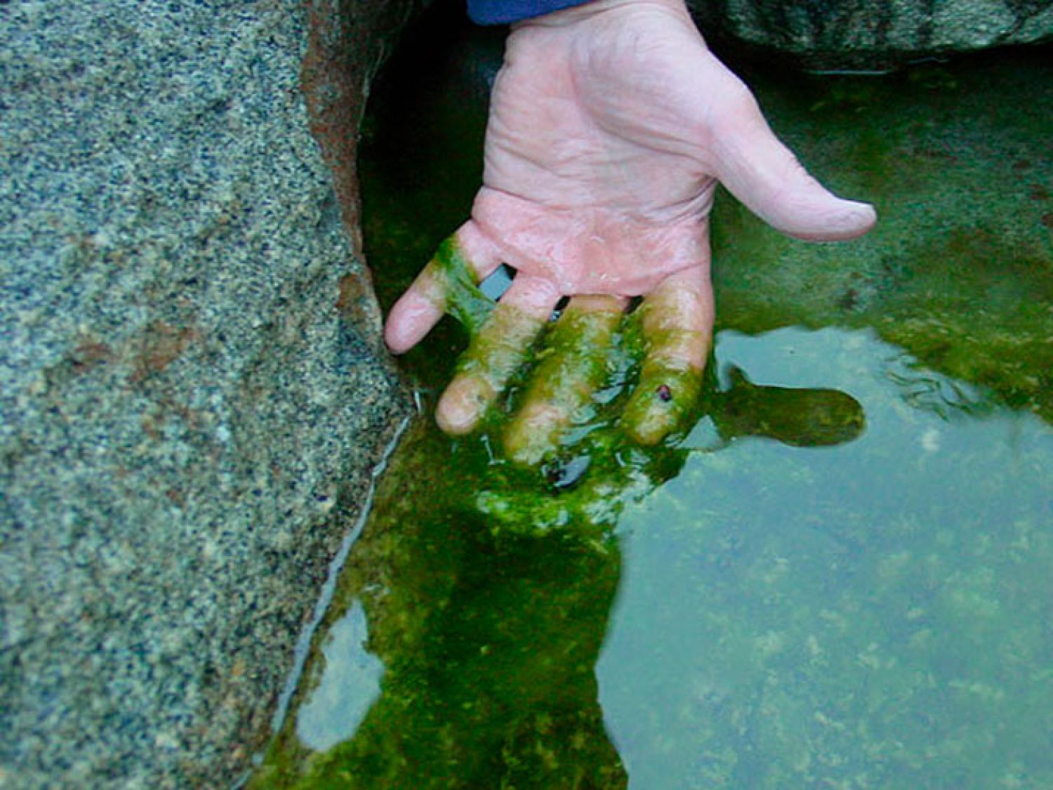 Нити Стоп (NitiStop) НитиСтоп Средство Против Нитчатых водорослей в пруду и водоёме 10 кубов