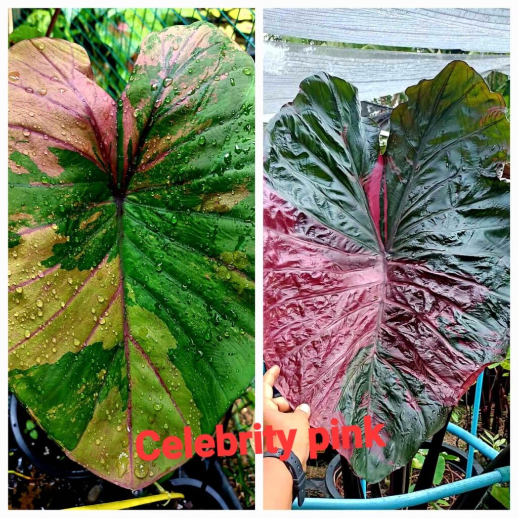Колоказия Celebrity pink - Знаменитость розова