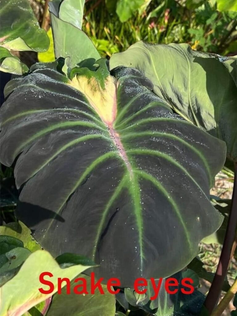 Колоказия Sneak eyes - Глаза змеи