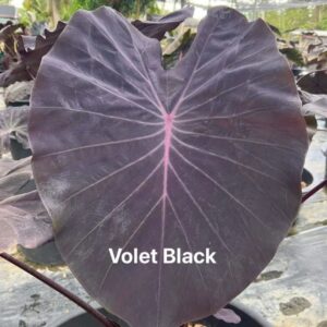 Колоказия-Тропическая Violet Black (Виолет Блэк)