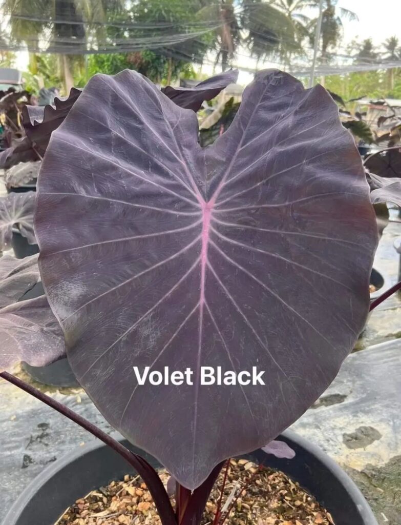Колоказия-Тропическая Violet Black (Виолет Блэк)