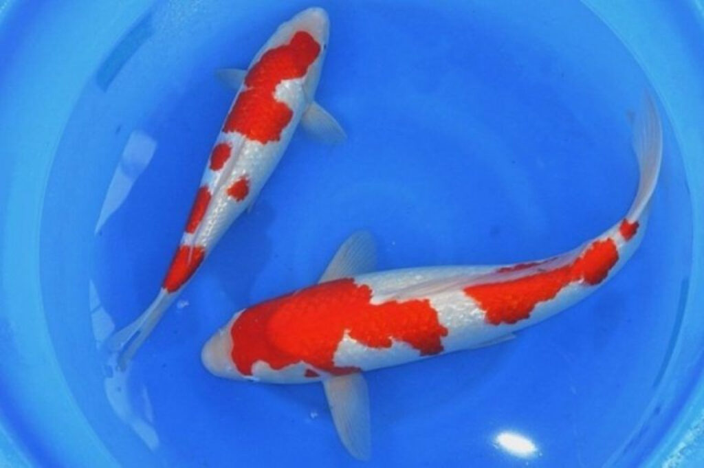 Карп Кои Кохаку