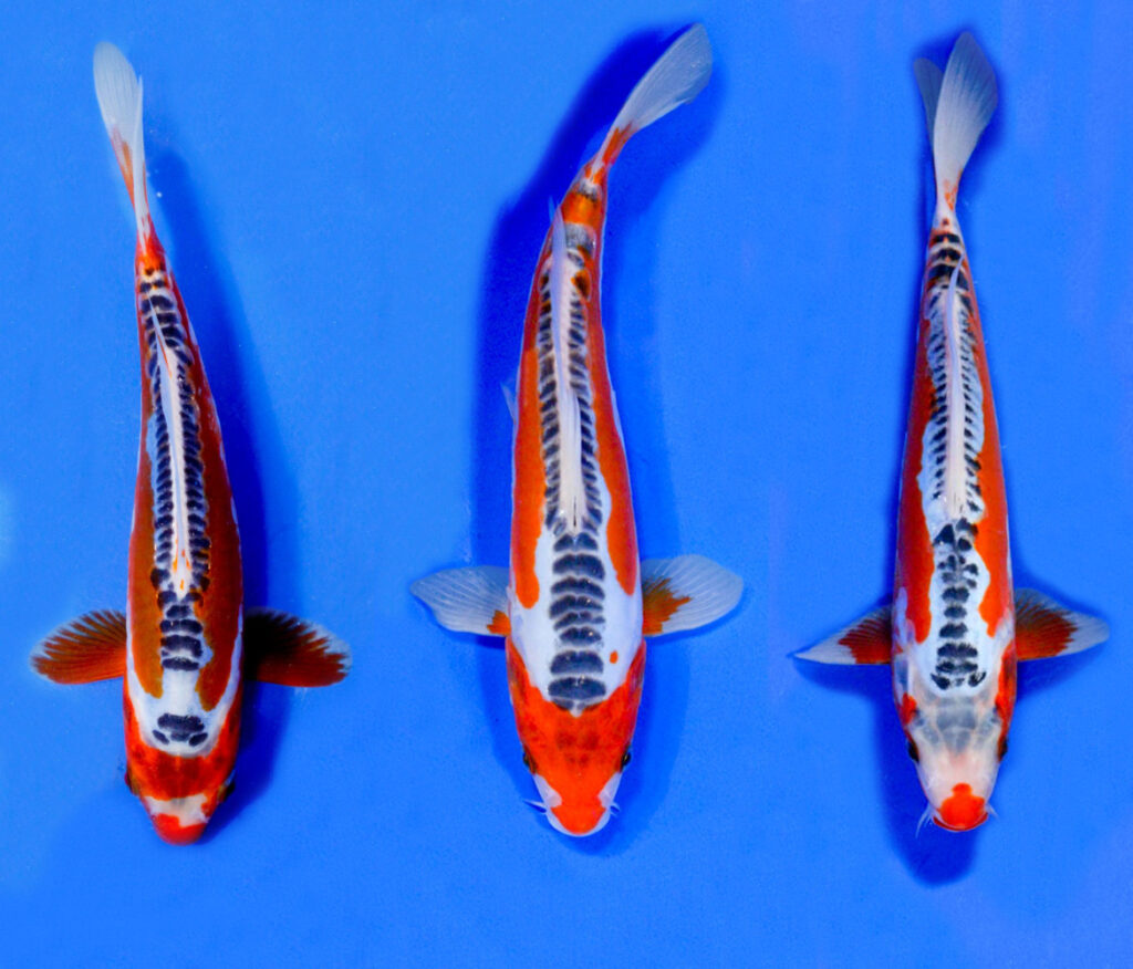 Карп Кои Шисуи