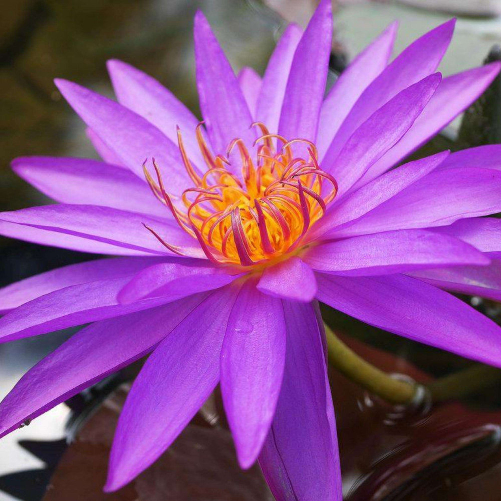 Нимфеи для пруда