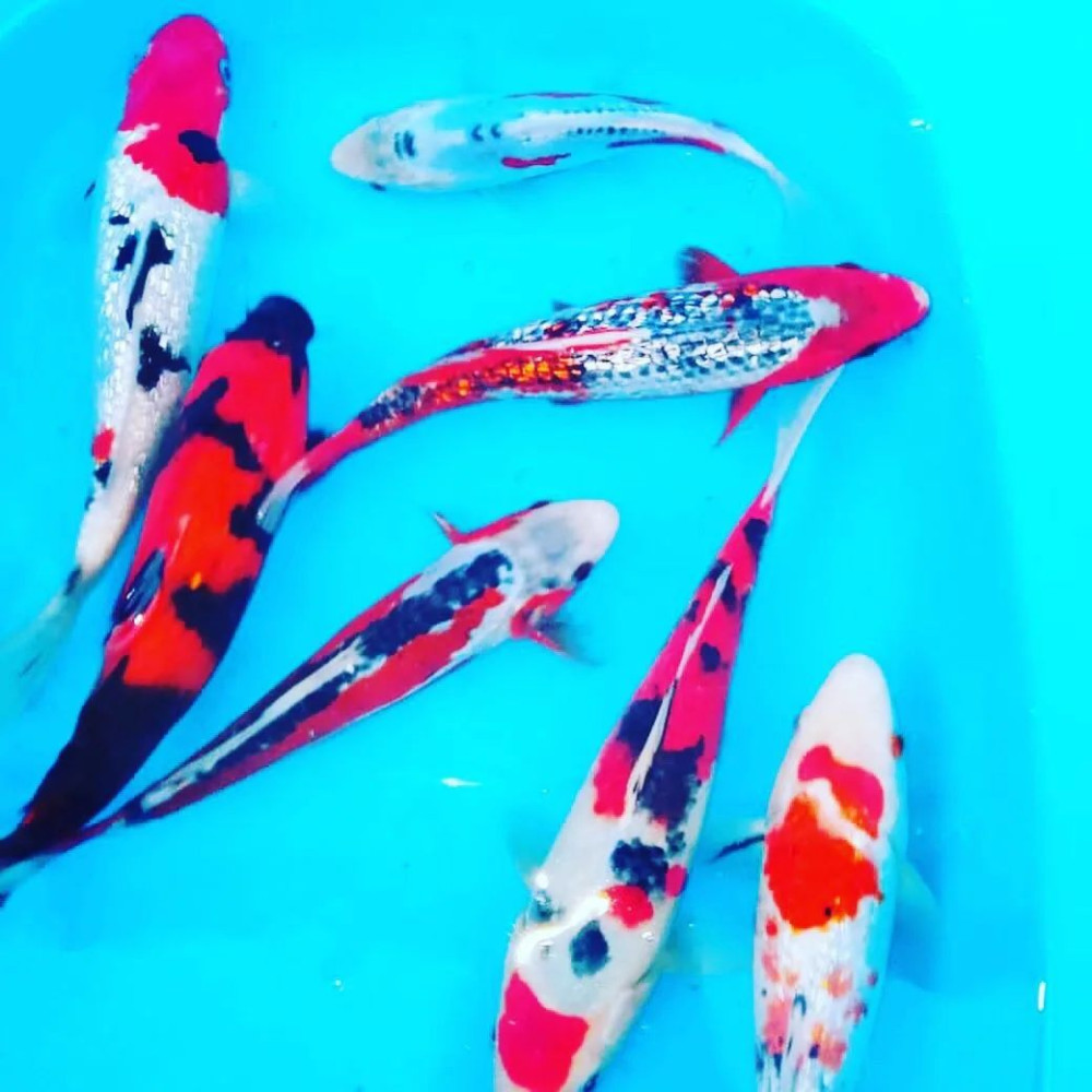 Рыба для Пруда