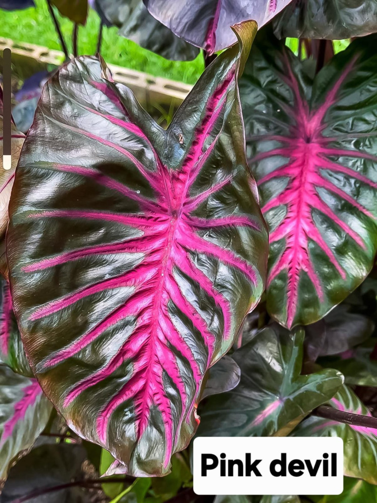 Колоказии тропические