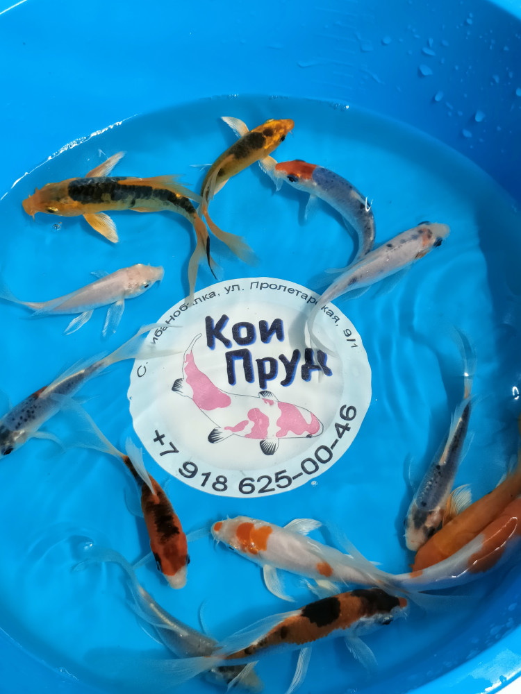 Карп Кои Вуалевые