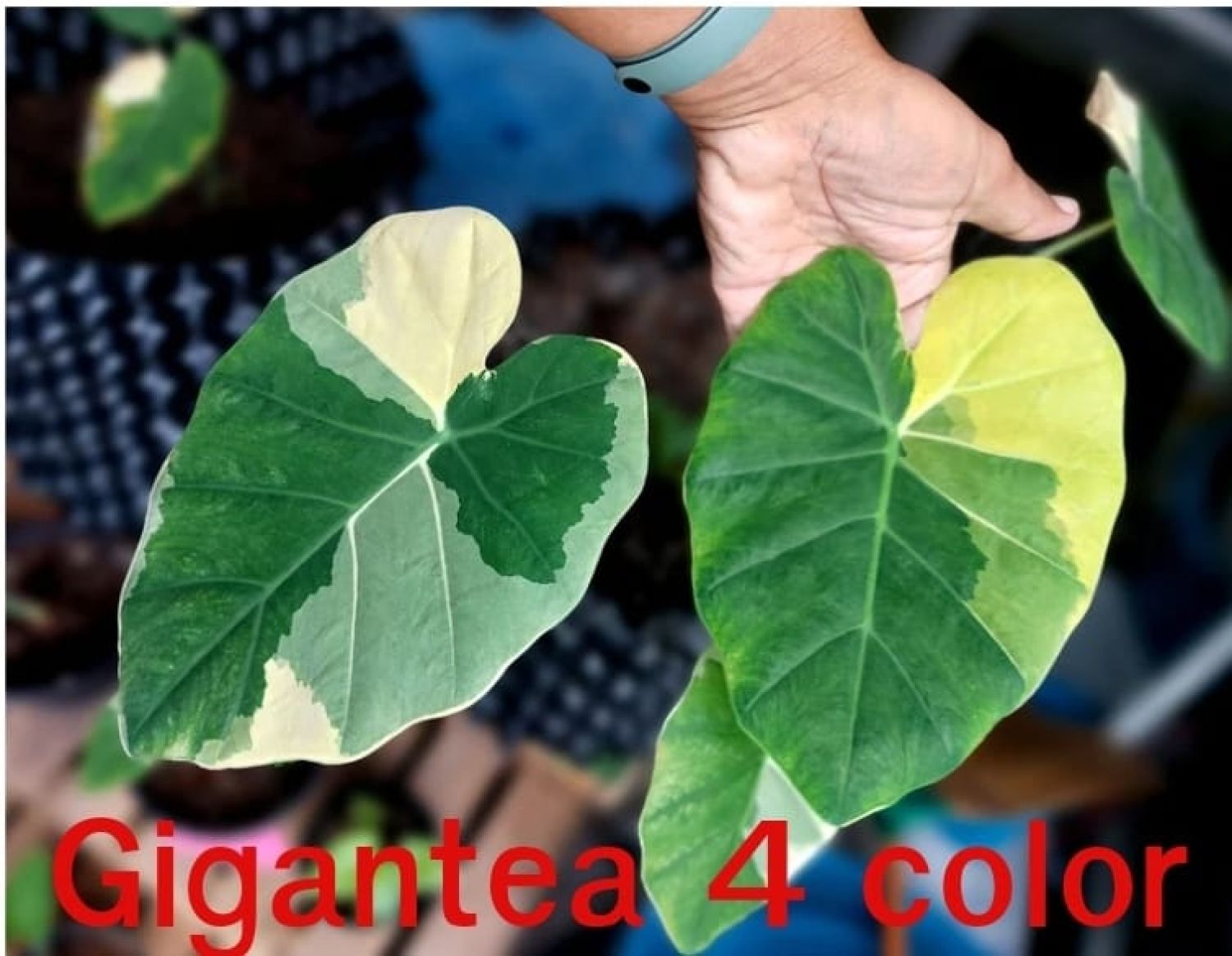 Колоказия Тропическая Gigantea 4 color ( гигантеа 4 колор)