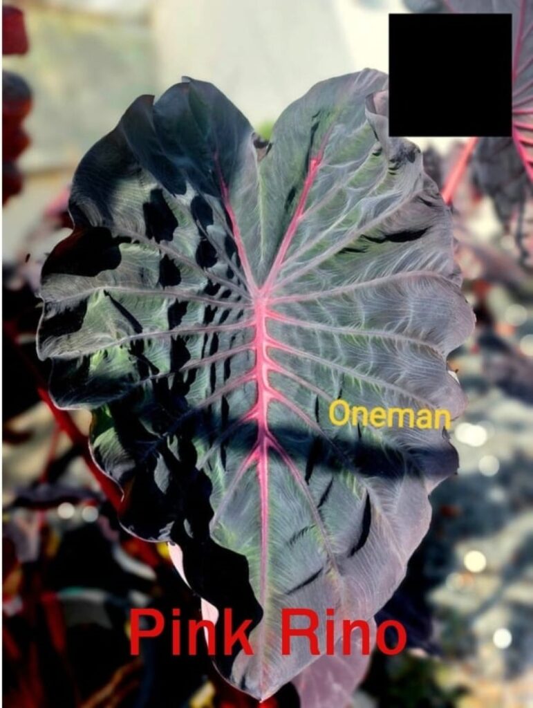 Колоказия Pink Rino