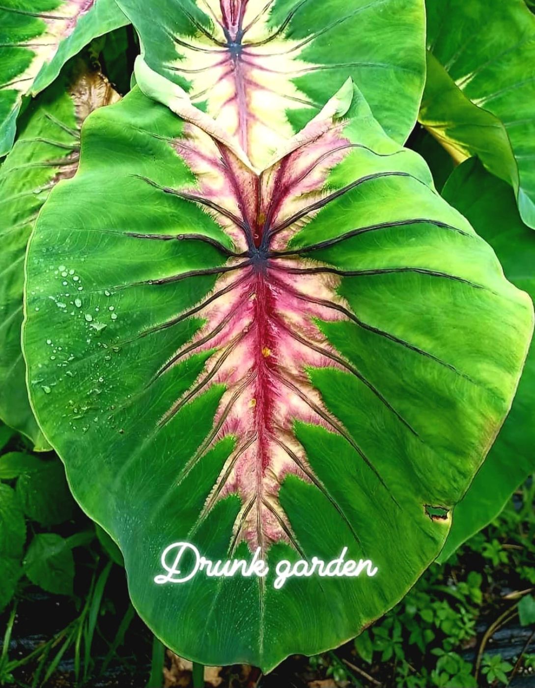 Колоказия Angel Mask - Маская Ангела