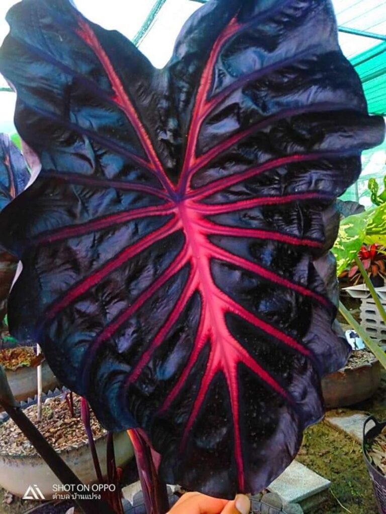 Колоказия Jubille - Ликование