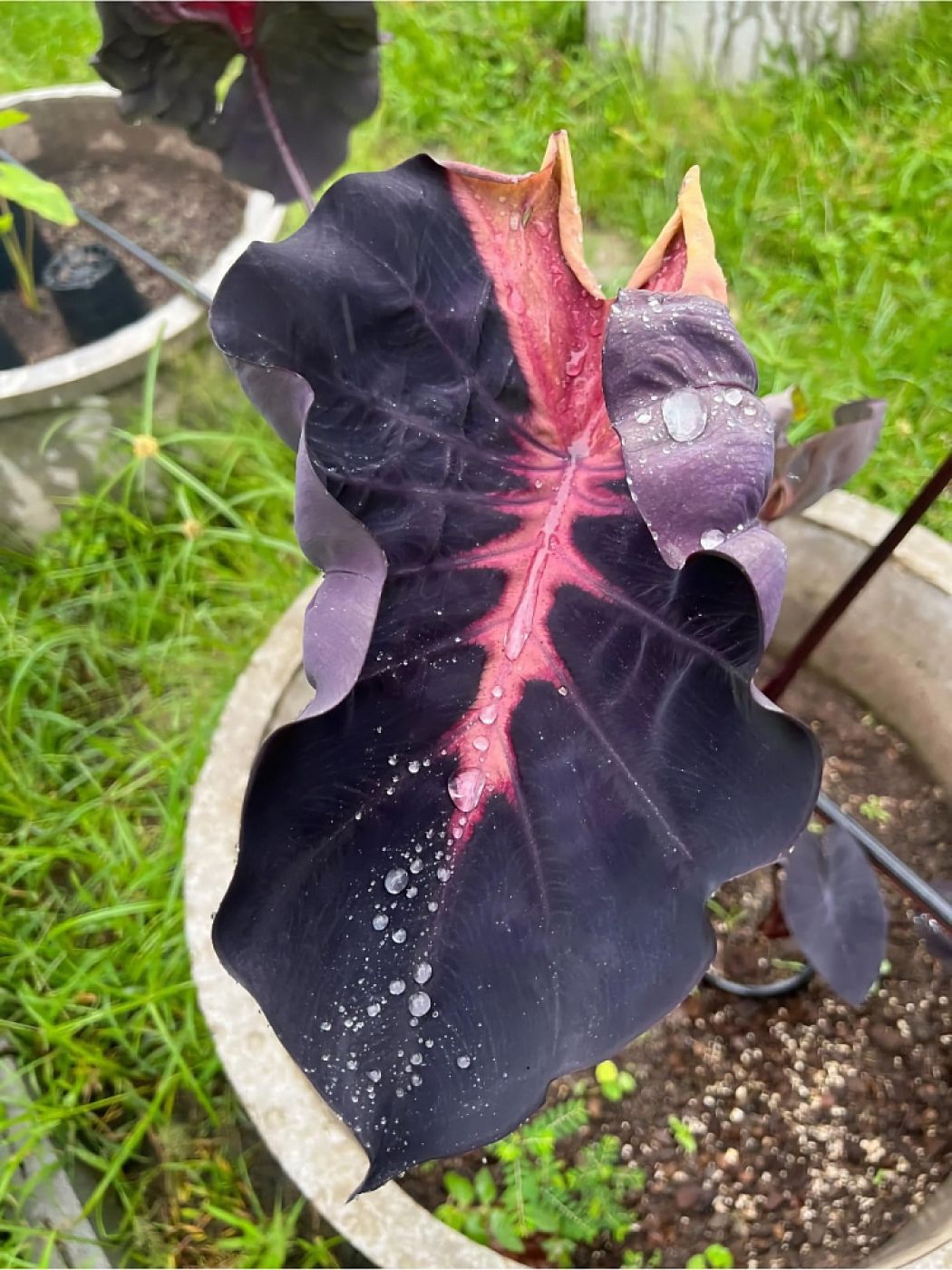 0112202502_wu6rknoeou1t2483zaexxhh9j5vrjeos