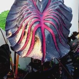 Колоказия Pink Dragon -Розовый Дракон