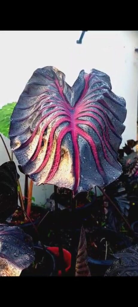 Колоказия Pink Dragon -Розовый Дракон