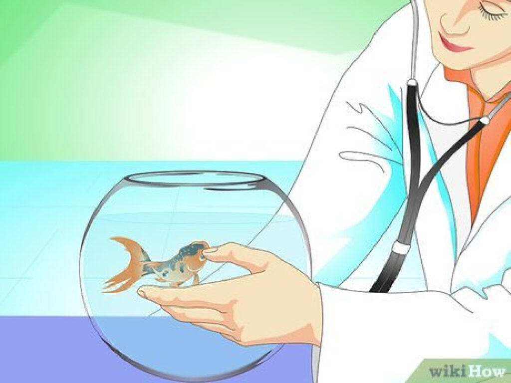 Лечение Карпа Кои, профилактика, пробы, обустройство, консультация.