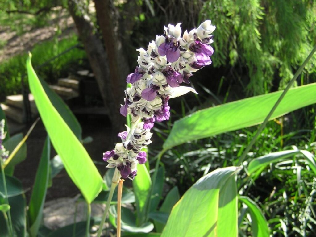 Талия припудренная