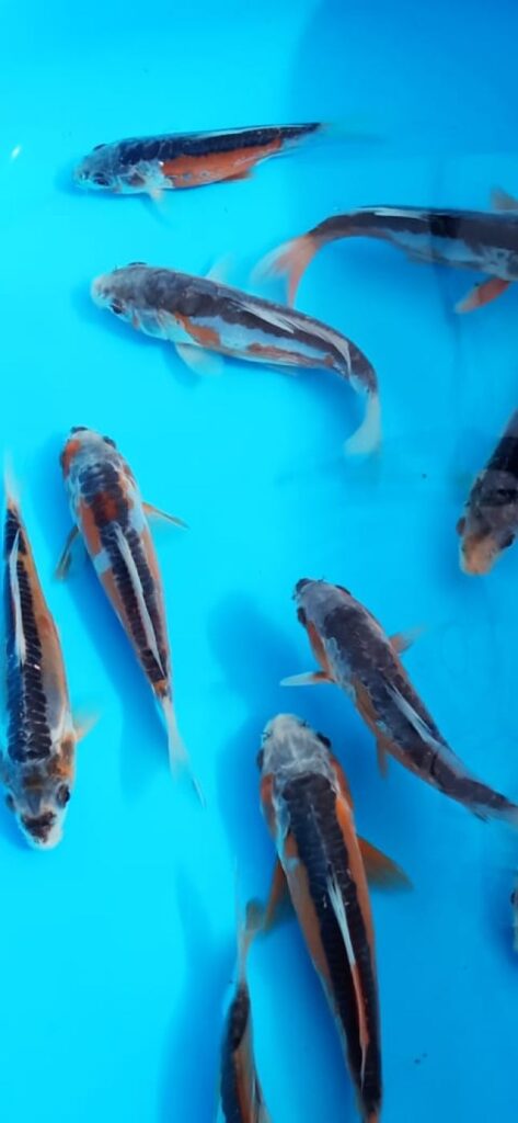 Шисуи японский карп кои премиум класса 10-11 см