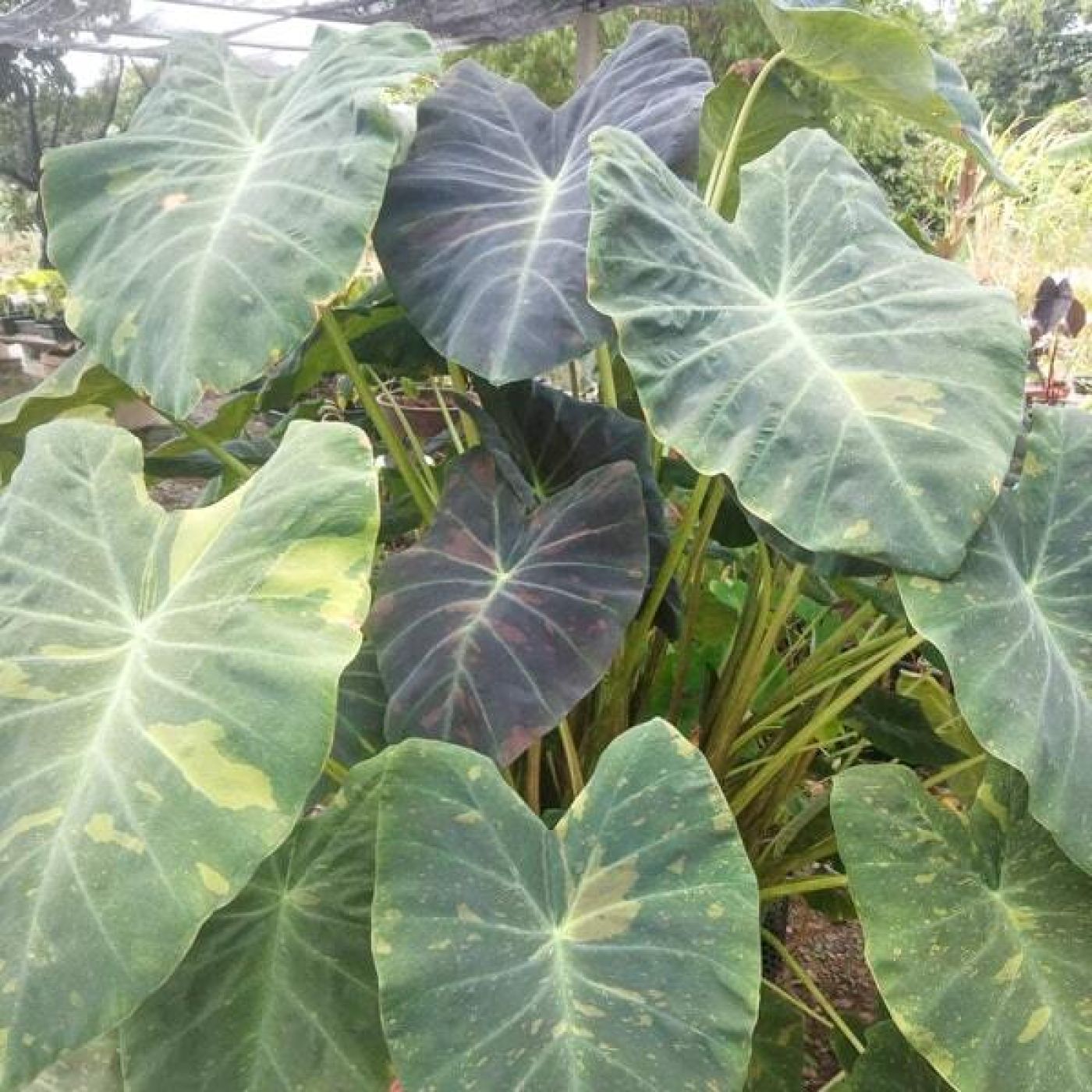 0508202412_Midnight_Bride-1-min