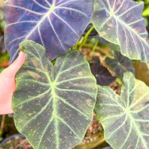 Колоказия Midnight bride - Полночь