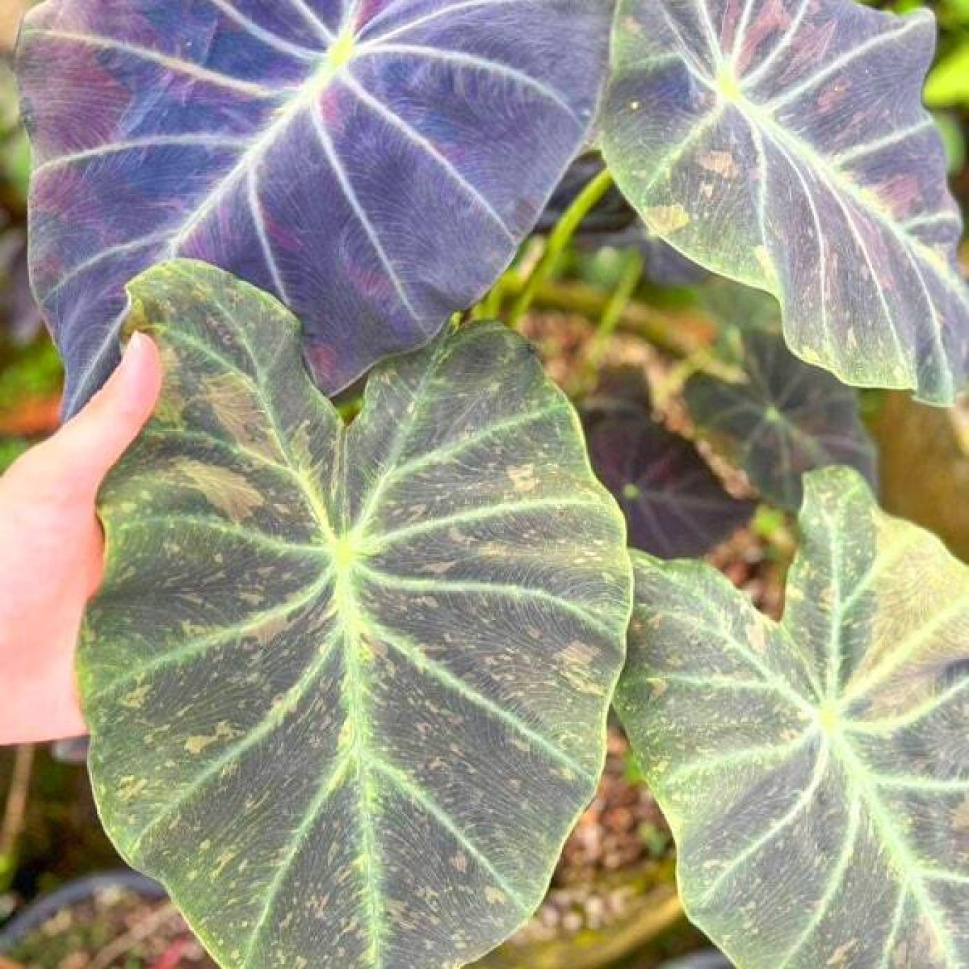 Колоказия Midnight bride - Полночь