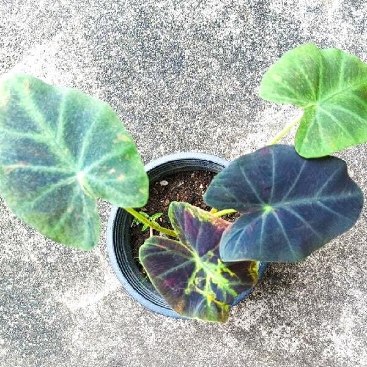 0508202412_Midnight_Bride-min