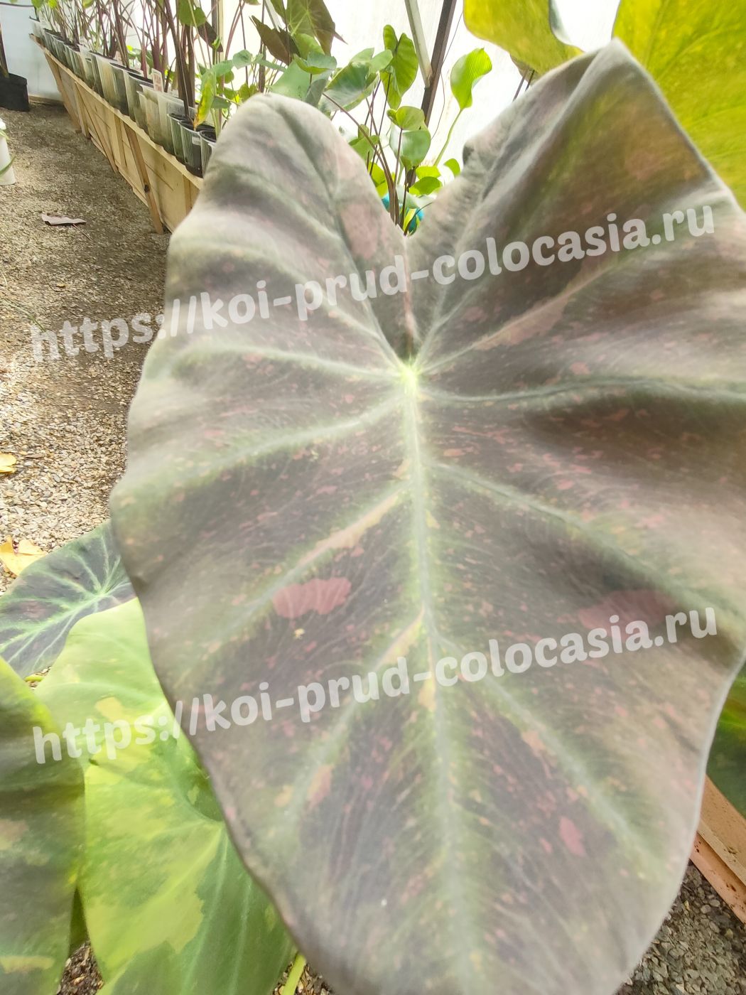 1807202403_Photo_1721310154474