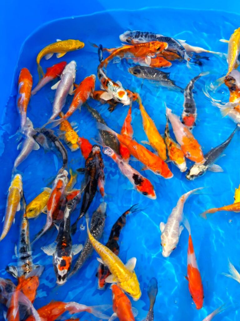 Карп кои премиум израиль 10-13см