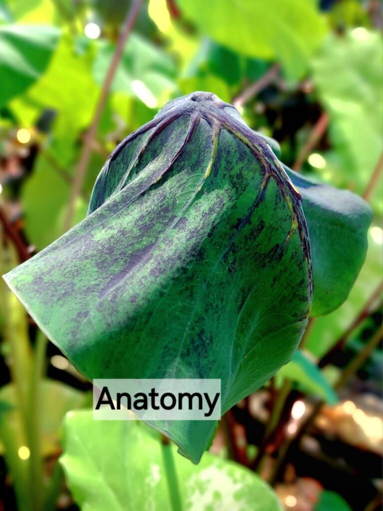 Колоказия Anatomy