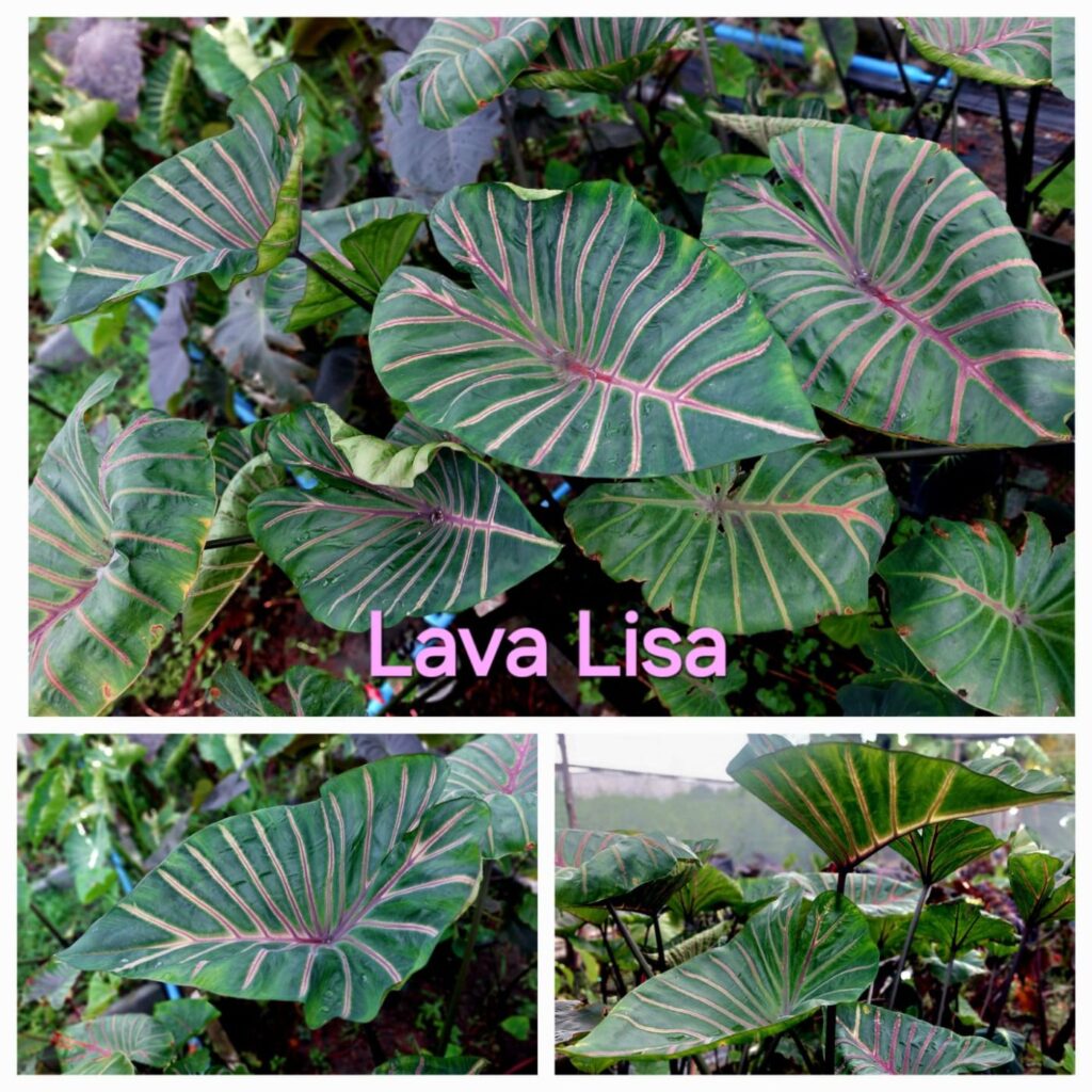 Колоказия Lava lisa - Лава Лиза