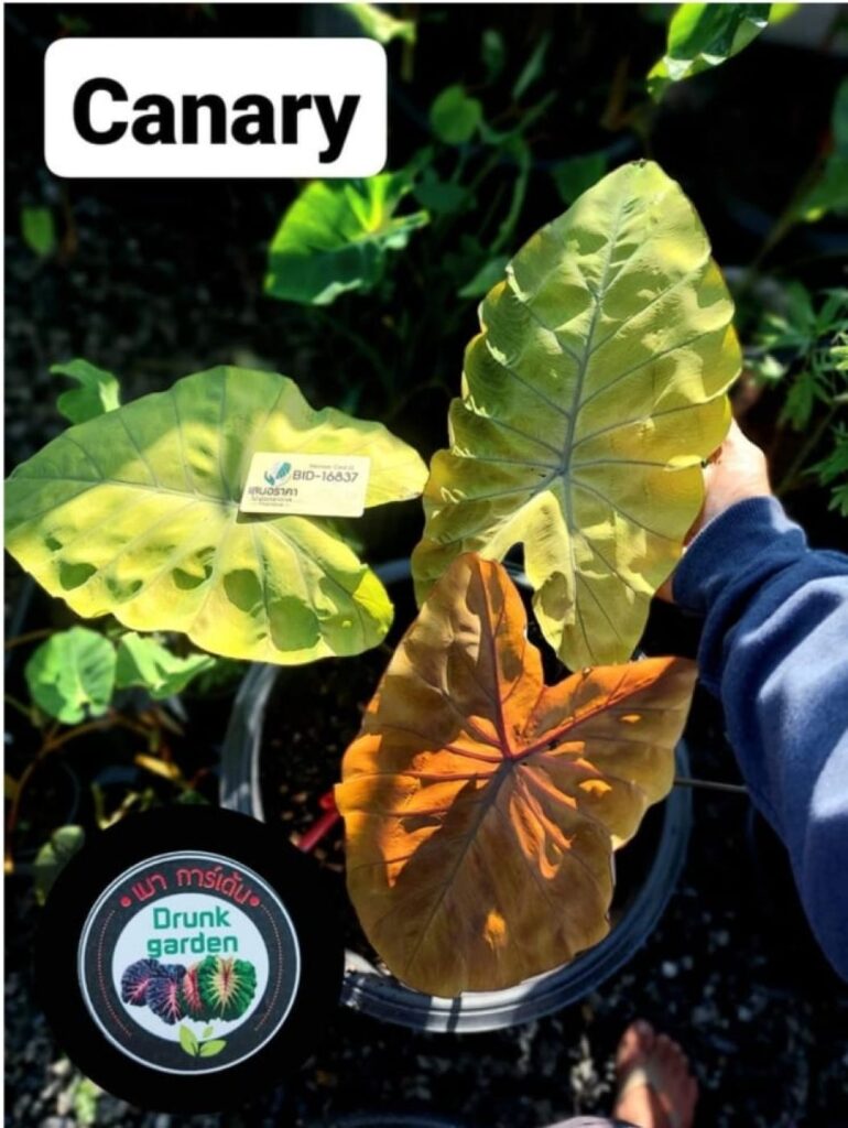 Колоказия Canary - Канарейка
